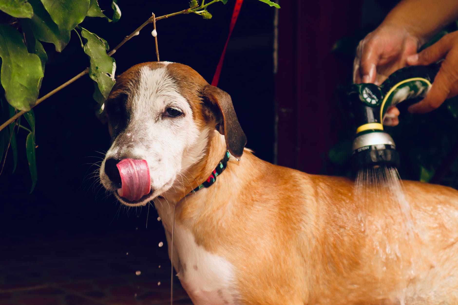 close up of washing dog