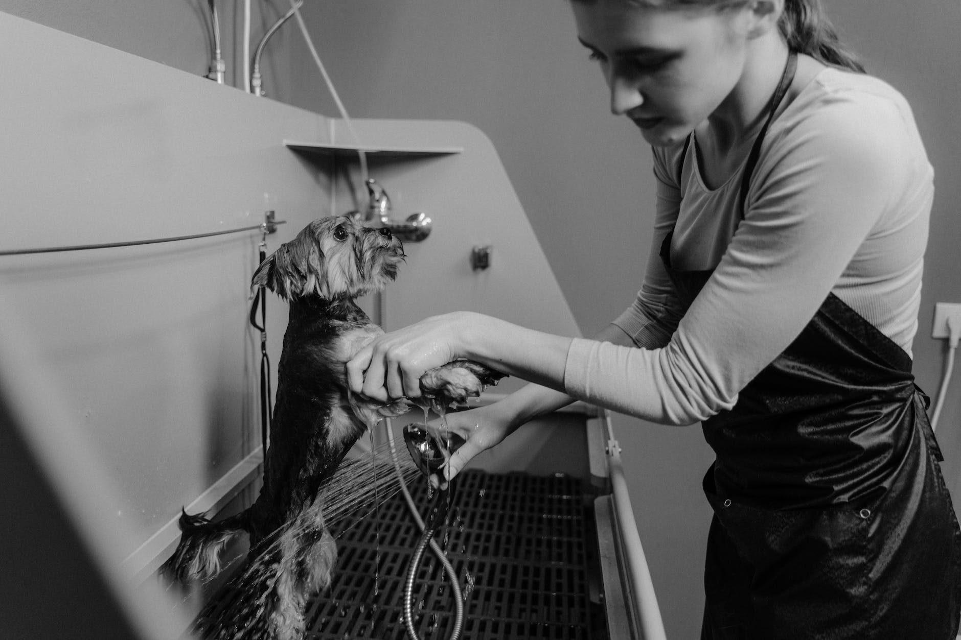 woman in long sleeve shirt washing a dog