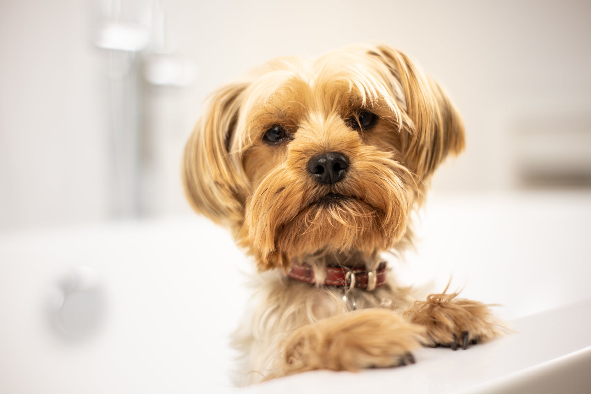 yorkshire terrier in bath