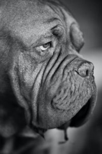 grayscale photo of french mastiff close up photo