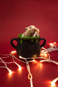 portrait of a hamster sitting in a mug