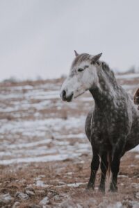 white and black horse at the field