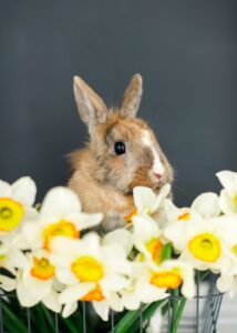 brown rabbit and white flowers in a basket