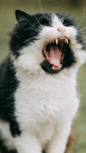 selective focus photo of cat