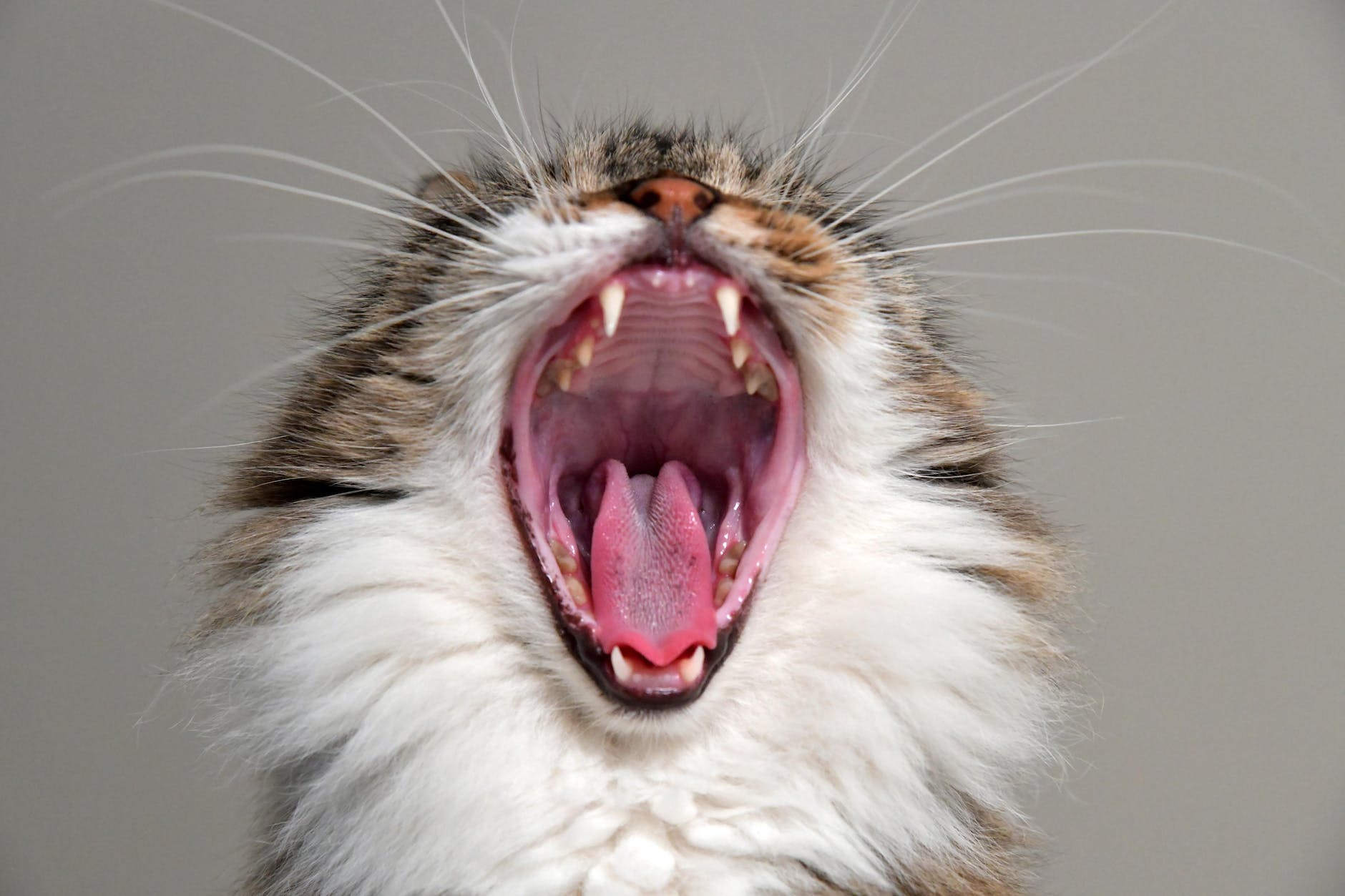home remedies for cat dry heaving
