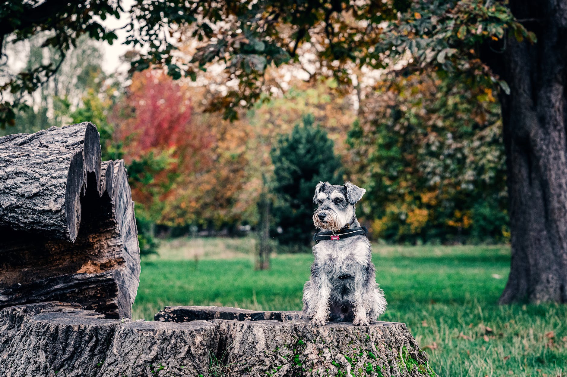 how big do mini schnauzers get